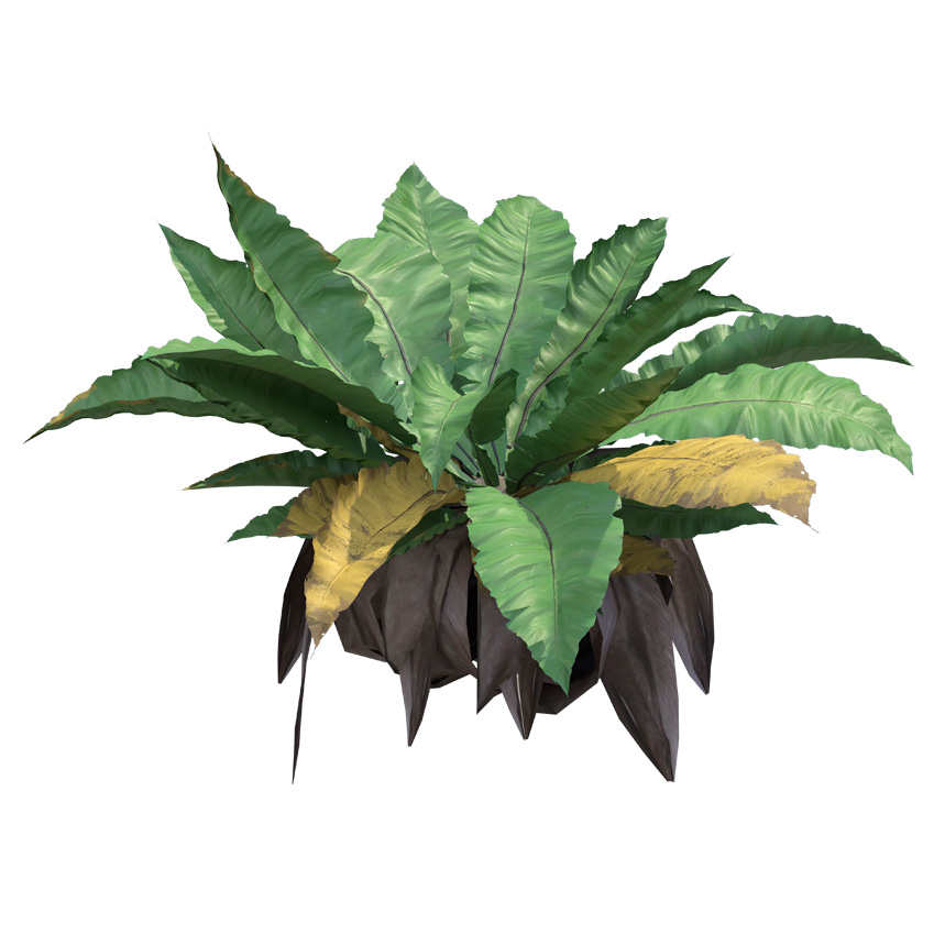 Asplenium nidus - Bird's Nest Fern